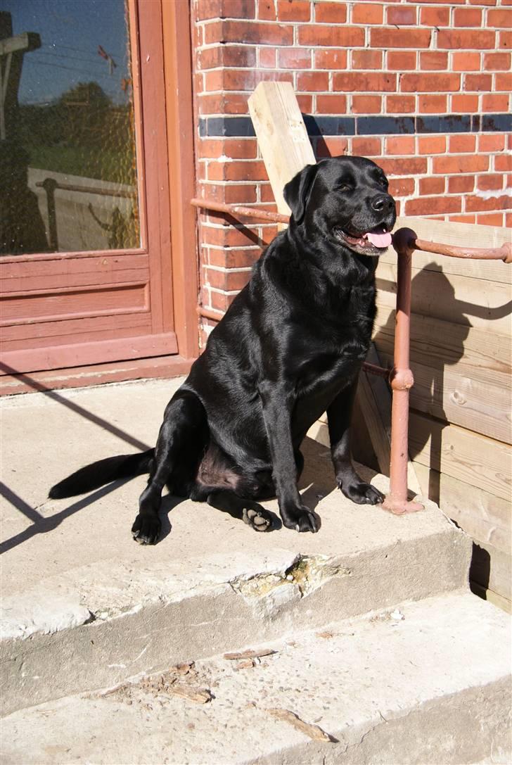 Labrador retriever Basse - Basse sommeren 2010.... Han holder sig godt den gamle dreng..... Måske lidt grå i ørerne og under munden*G*... Men han er også 6½ år gammel billede 19