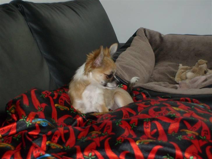 Chihuahua Matilda R.I.P billede 1