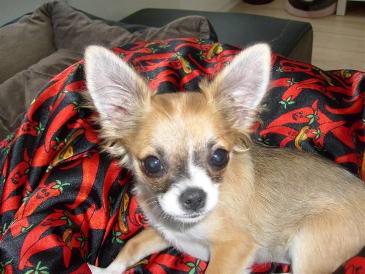 Chihuahua Matilda R.I.P billede 2