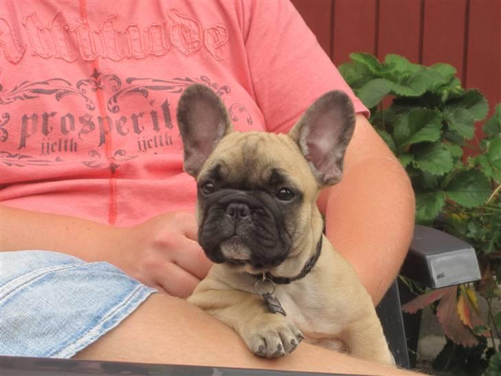 Fransk bulldog Haddock billede 1