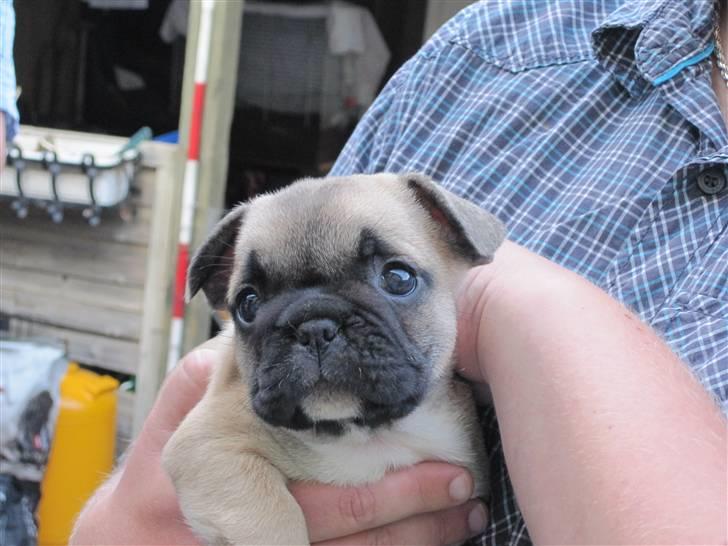 Fransk bulldog Haddock - Første besøg, hvem ville ikke falde for sådan en lille fyr. 5 uger. billede 2