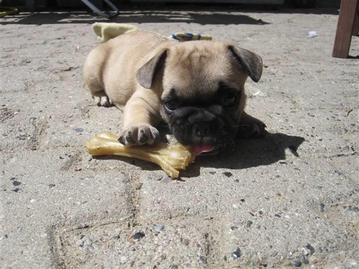 Fransk bulldog Haddock - 6 uger billede 3