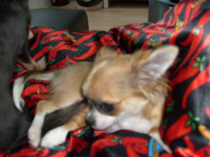 Chihuahua Matilda R.I.P billede 3