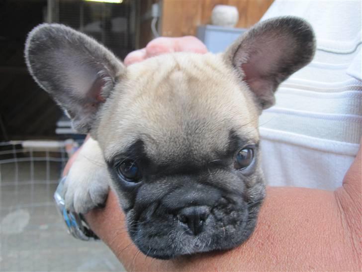 Fransk bulldog Haddock - 7 uger billede 4