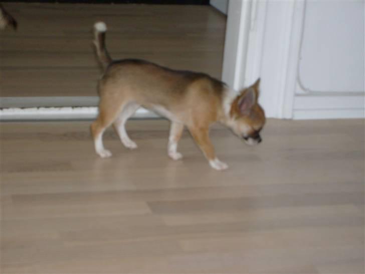 Chihuahua Matilda R.I.P billede 4