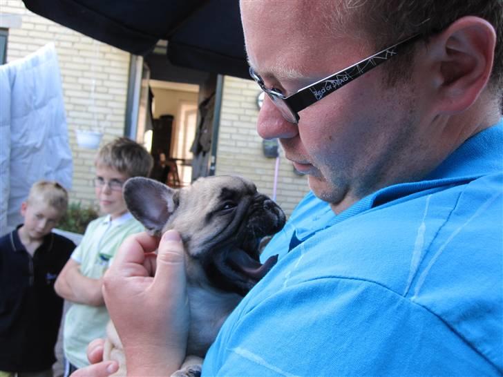 Fransk bulldog Haddock - 7 uger billede 5