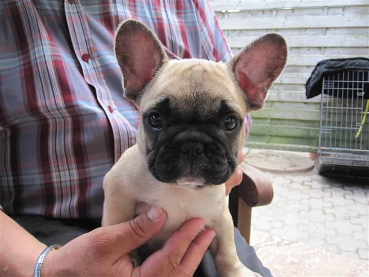 Fransk bulldog Haddock - 8 uger billede 6