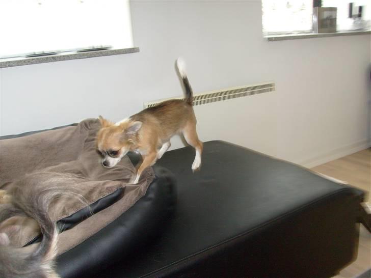 Chihuahua Matilda R.I.P billede 5