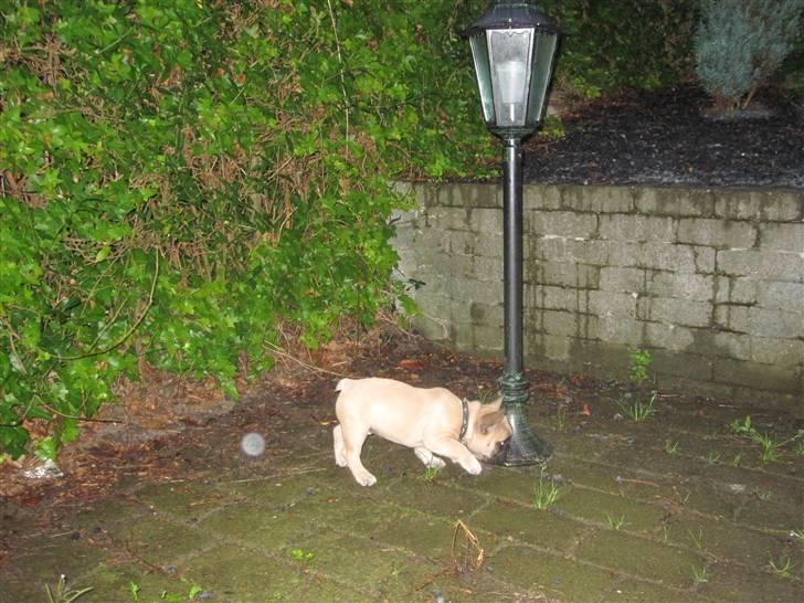 Fransk bulldog Haddock - 9 uger og endelig hjemme. Inspicerer det nyinstallerede hundetoilet. billede 7