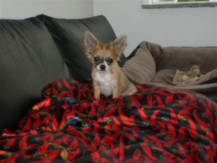 Chihuahua Matilda R.I.P billede 6