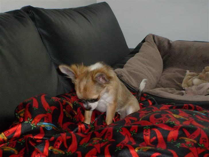 Chihuahua Matilda R.I.P billede 7