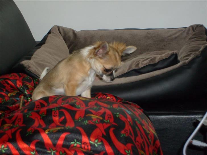 Chihuahua Matilda R.I.P billede 8