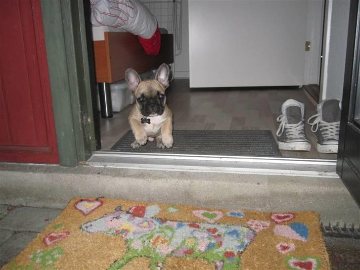 Fransk bulldog Haddock - Fuld fart på ud af døren første aften hjemme. billede 8