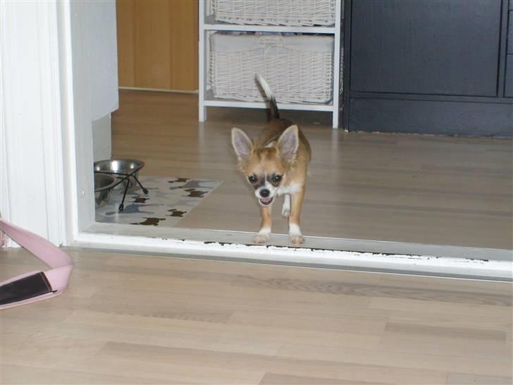 Chihuahua Matilda R.I.P billede 9