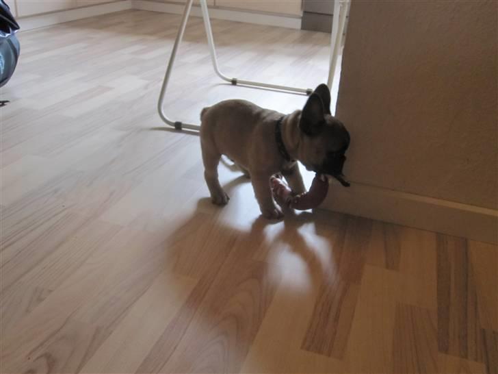 Fransk bulldog Haddock - 9 uger billede 9