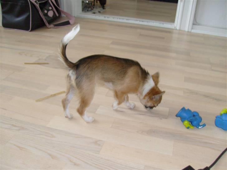 Chihuahua Matilda R.I.P billede 10