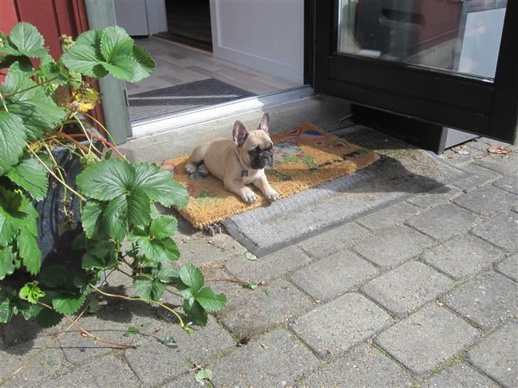 Fransk bulldog Haddock - Hygge på terrassen billede 10