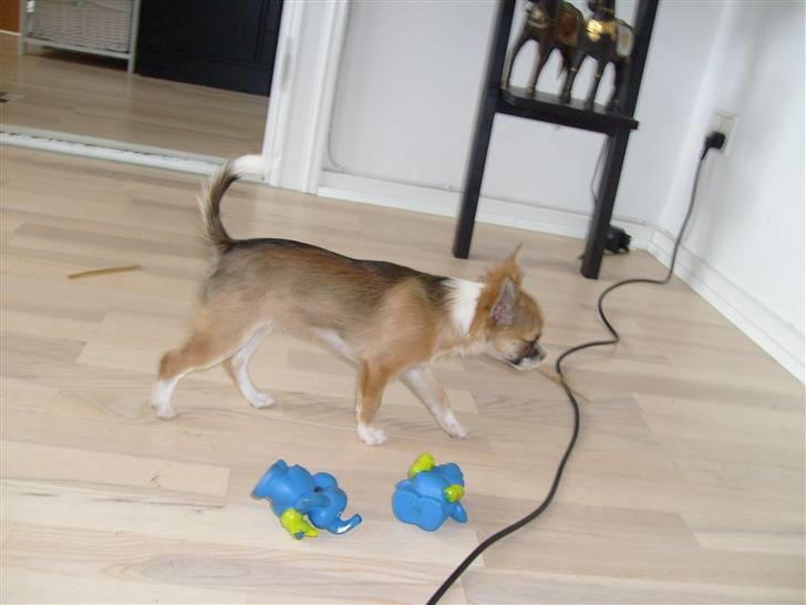 Chihuahua Matilda R.I.P billede 11