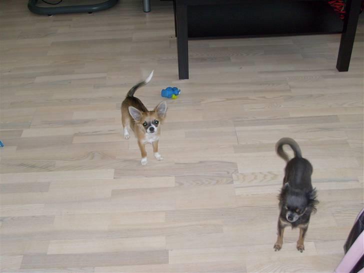 Chihuahua Matilda R.I.P billede 12