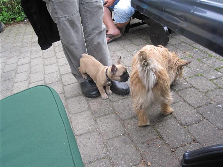 Fransk bulldog Haddock - Første møde med mine forældres Cain Terrier. billede 11