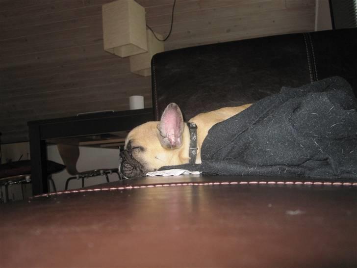 Fransk bulldog Haddock - Aftenhygge billede 12