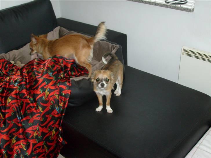 Chihuahua Matilda R.I.P billede 13