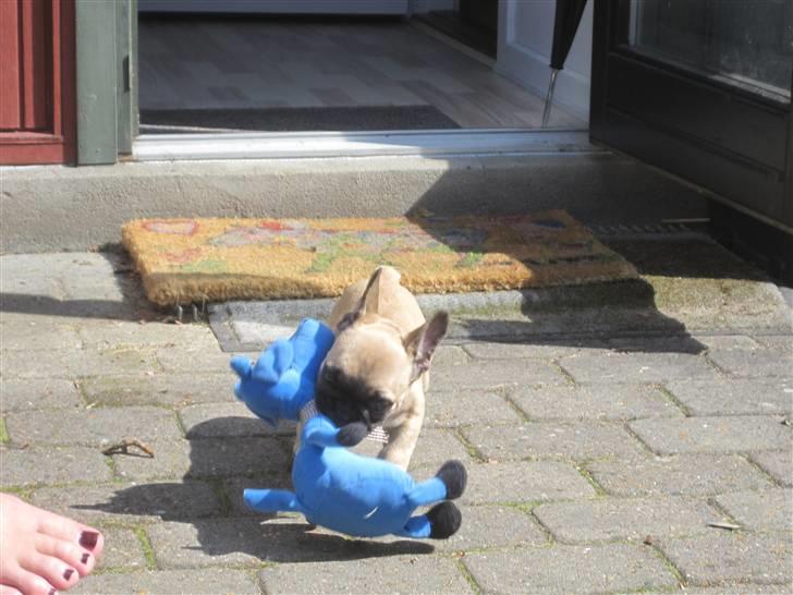 Fransk bulldog Haddock - En bamse og slå ihjel billede 13