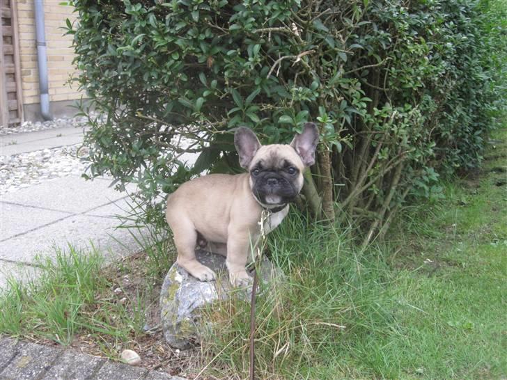 Fransk bulldog Haddock - Troede jeg havde købt en fransk bulldog og ikke en fransk bjergged billede 14