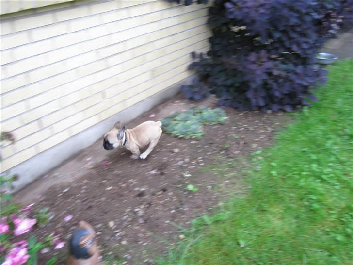 Fransk bulldog Haddock - Fart over feltet billede 15