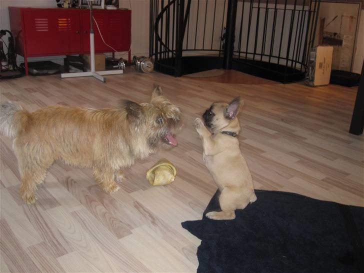 Fransk bulldog Haddock - Kato og Haddock er rigtig godt venner billede 16