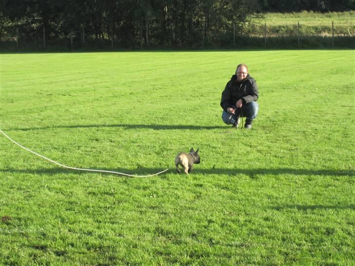 Fransk bulldog Haddock - Til træning. Hvem sagde at indkald behøvede at gå hurtigt billede 17