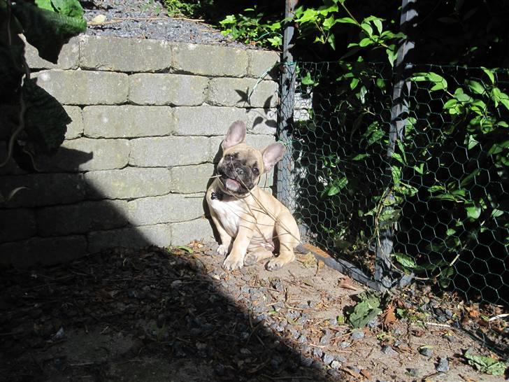 Fransk bulldog Haddock - En lækker plads i solen. billede 18