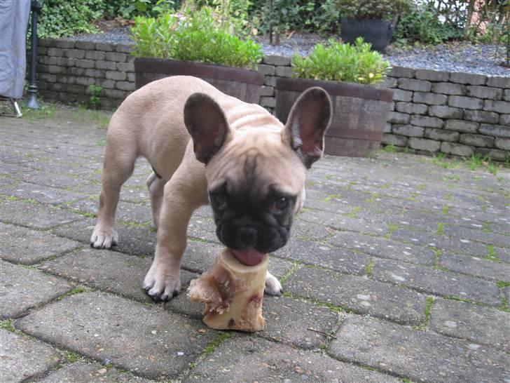Fransk bulldog Haddock billede 19