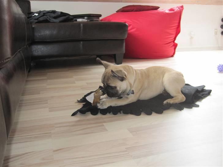 Fransk bulldog Haddock billede 20