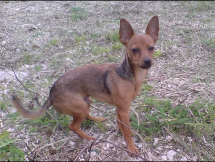 Dvaergpinscher LilleJoe - NYT.. bemærk hans farve skift :) billede 1