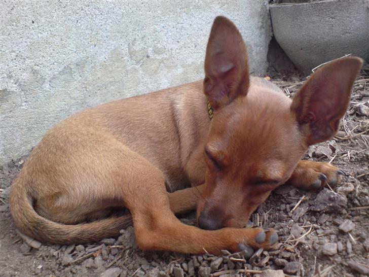 Dvaergpinscher LilleJoe - Chiller lidt billede 2