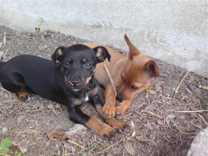 Dvaergpinscher LilleJoe - Med sin søster Bella :) billede 3