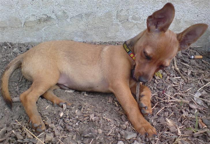 Dvaergpinscher LilleJoe - så fik man strit ører :) billede 4