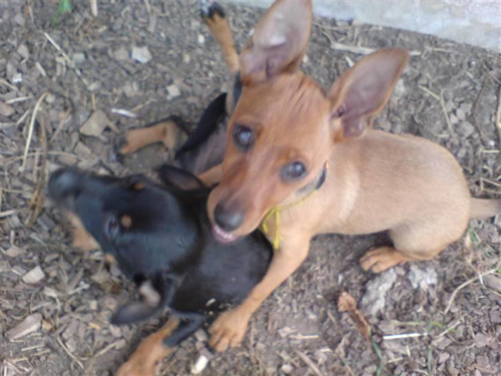 Dvaergpinscher LilleJoe - Du skal få skal du... SE MIG :) billede 5