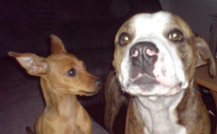 Dvaergpinscher LilleJoe - Nyeste billede af mine to drenge <3 billede 6