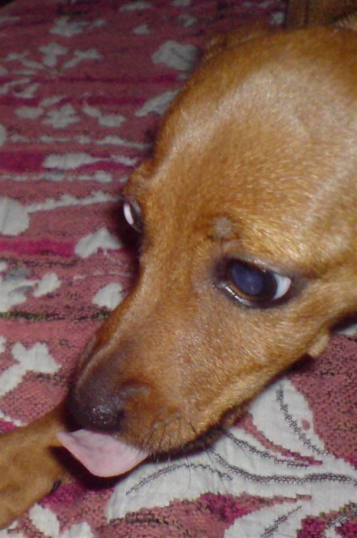 Dvaergpinscher LilleJoe - KYSSER billede 7