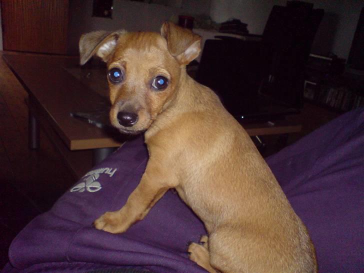 Dvaergpinscher LilleJoe - Baby med hængeøre  billede 8