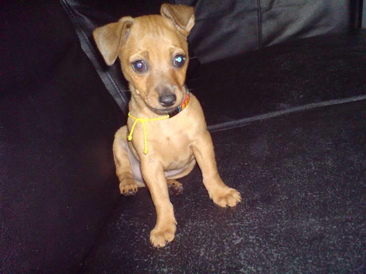 Dvaergpinscher LilleJoe - Baby med hængeøre  billede 9