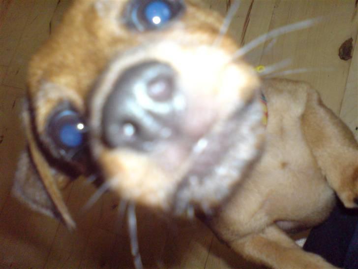 Dvaergpinscher LilleJoe - HEJ :) billede 10