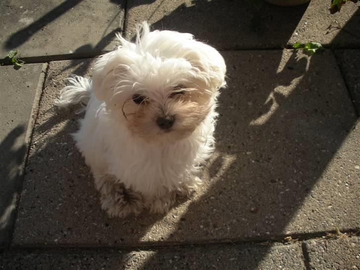 Malteser Felix - jamen, det er bare så sjovt at grave i jorden, når det har regnet. 16 uger gammel. billede 9
