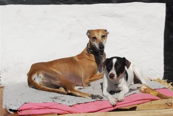 Galgo español Merrida billede 1