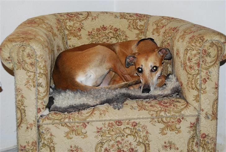 Galgo español Merrida billede 2