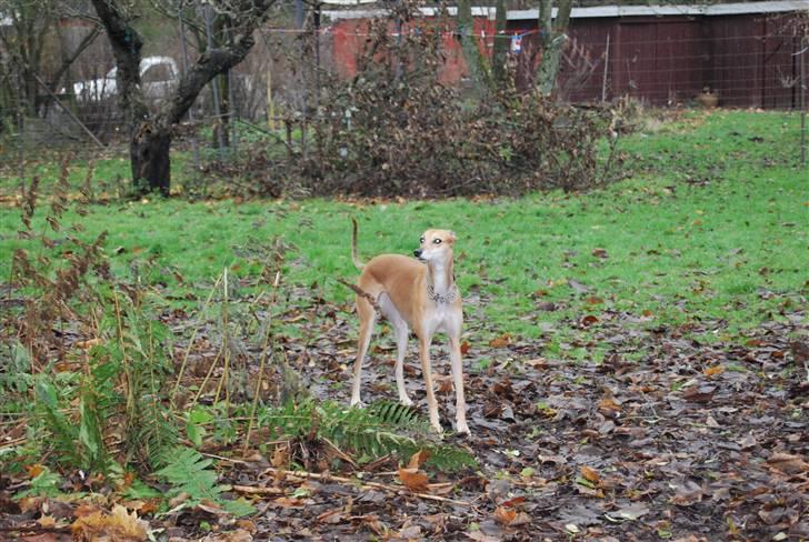 Galgo español Merrida billede 3