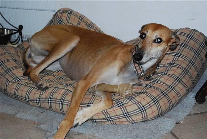 Galgo español Merrida billede 4