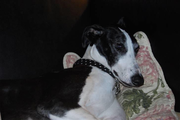 Galgo español Merrida billede 5